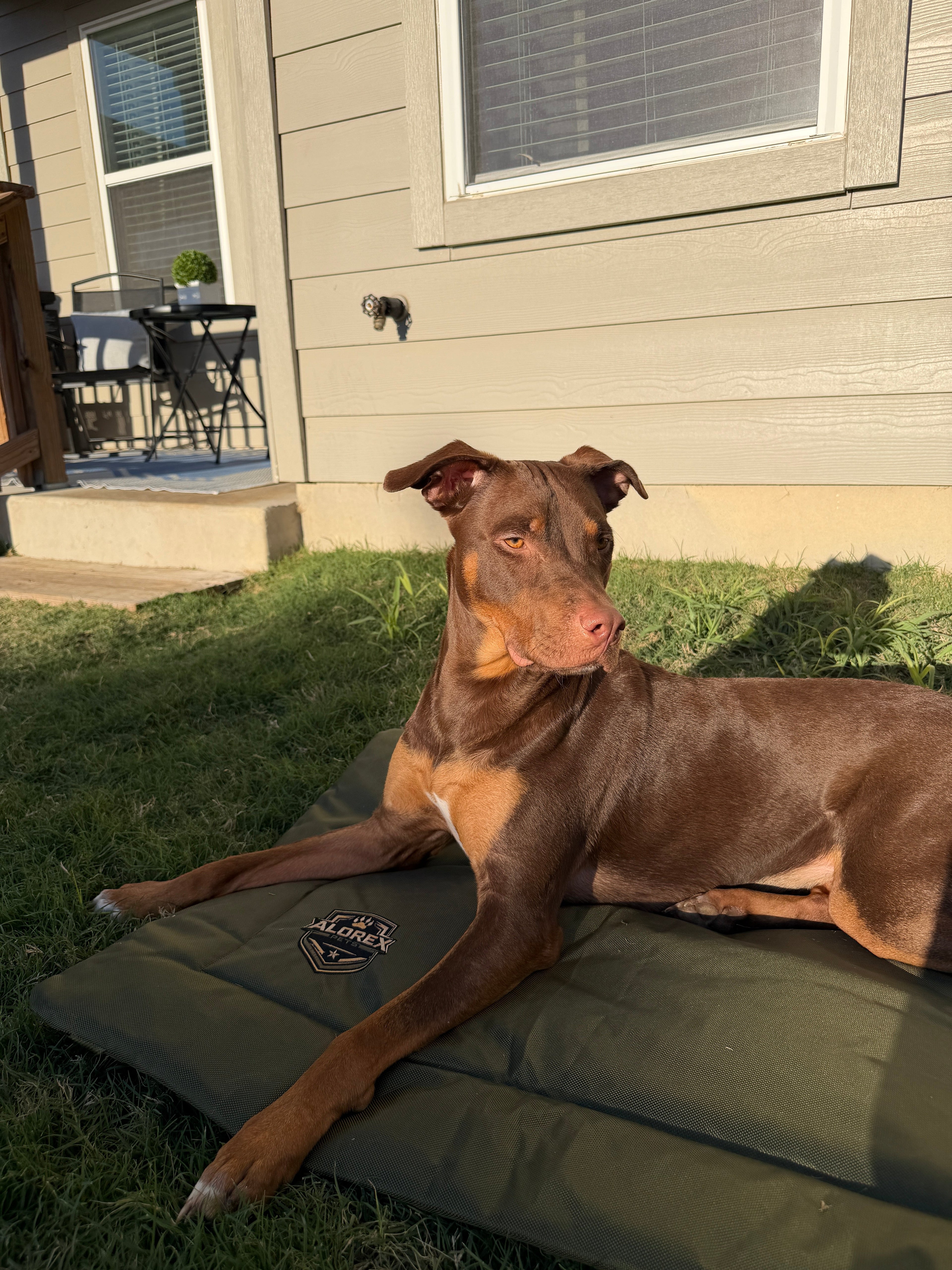 Everyday Dog Beds