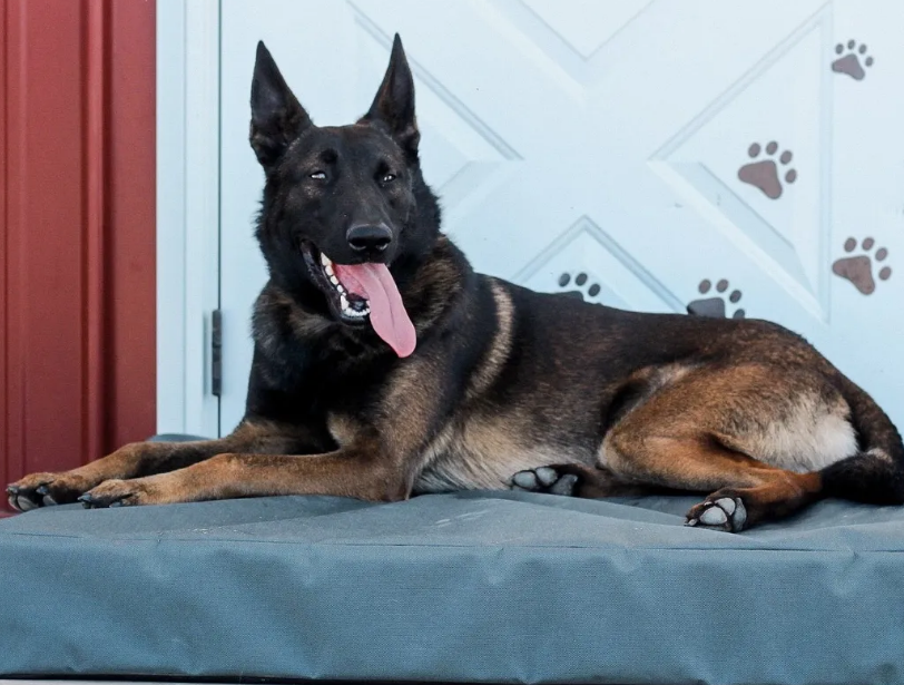 Built for dogs that push every material to its limit