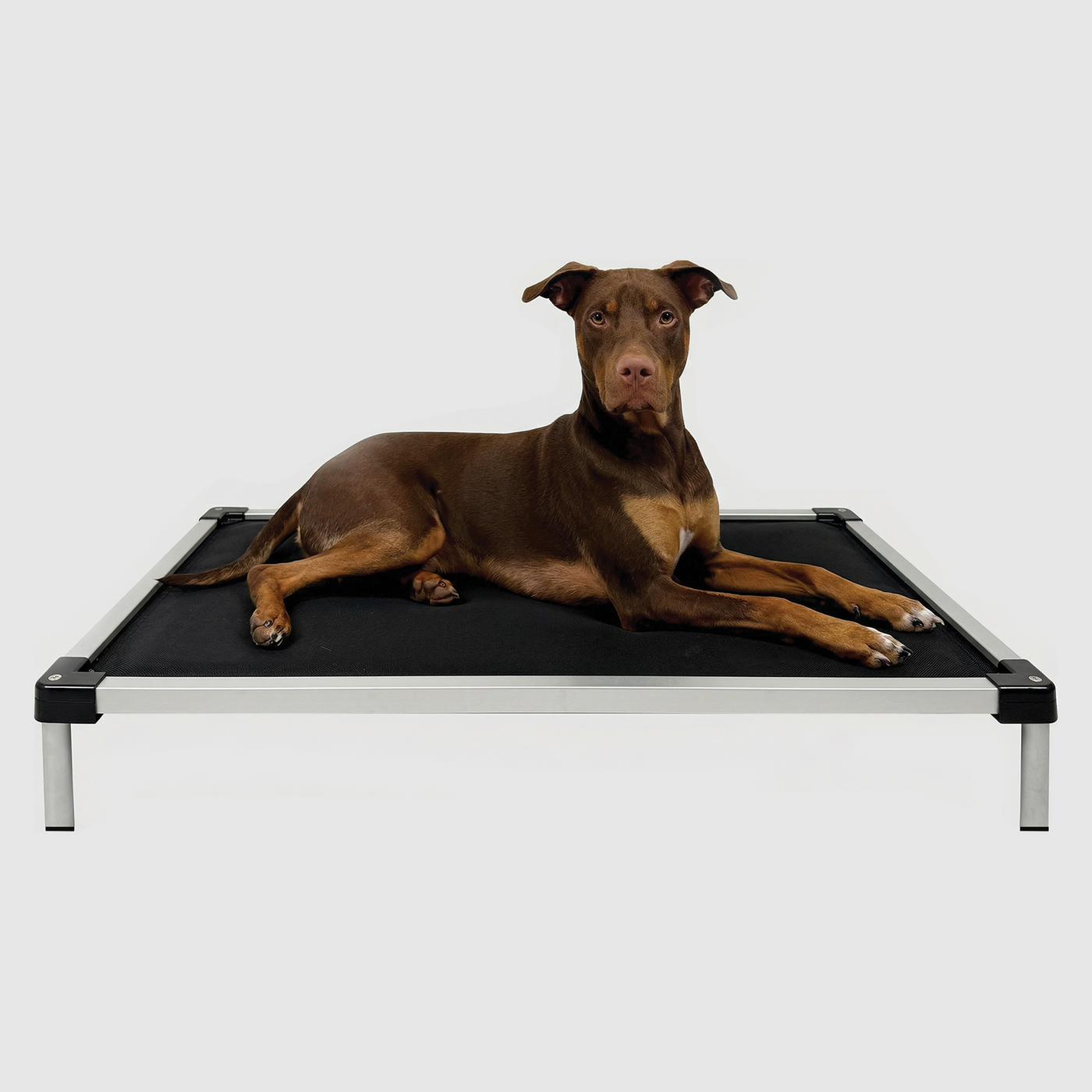 Elevated Padded Dog Bed