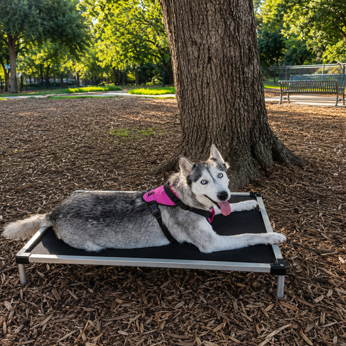 Elevated Padded Dog Bed