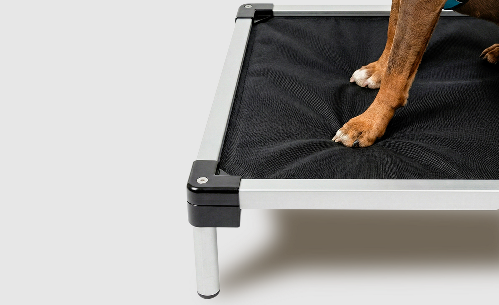 Support That Dogs Actually Feel